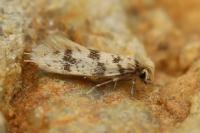 Eumasia parietariella