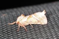 Triodia sylvina