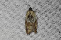 Acleris variegana