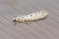 Yponomeuta