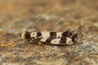 Eudarcia glaseri