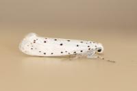 Yponomeuta