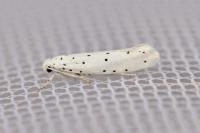 Yponomeuta