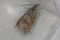 Dichrorampha