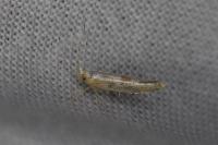 Argyresthia