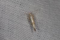 Argyresthia