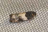 Gypsonoma sociana