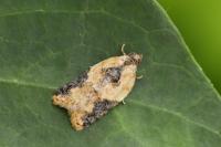Acleris variegana