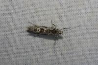 Ypsolopha sequella