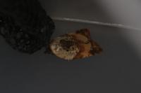Acleris variegana