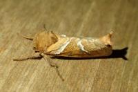 Triodia sylvina