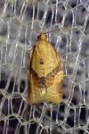 Clepsis consimilana
