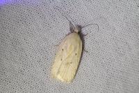 Agonopterix kaekeritziana