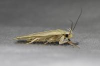 Agonopterix kaekeritziana