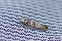 Paraswammerdamia nebulella
