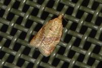 Clepsis consimilana