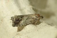 Cydia splendana