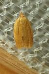 Clepsis consimilana