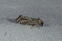 Lobesia helichrysana
