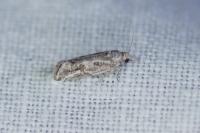 Lobesia helichrysana