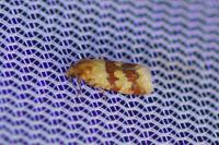 Aethes sanguinana