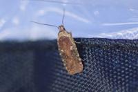 Agonopterix purpurea