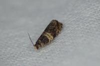Celypha aurofasciana