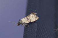 Cochylichroa atricapitana