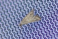 Cochylimorpha elongana