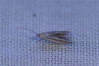 Coleophora