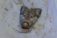 Cossus cossus