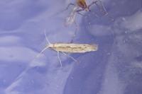 Plutella xylostella