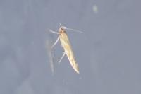 Pyroderces argyrogrammos
