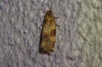Epagoge grotiana