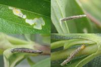 Coleophora saponariella