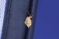 Clepsis consimilana