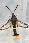 Synanthedon andrenaeformis