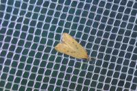Dichomeris limosella