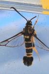 Synanthedon vespiformis