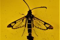 Synanthedon conopiformis