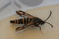 Bembecia ichneumoniformis