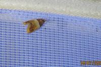 Epinotia festivana