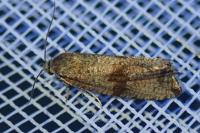 Celypha striana