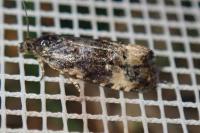 Endothenia gr. gentianaeana