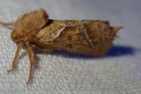 Triodia sylvina