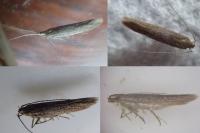 Coleophora saxicolella