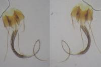 Coleophora saxicolella