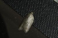 Acleris sparsana
