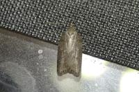 Acleris sparsana