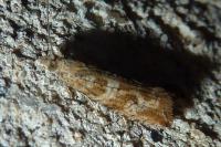 Celypha cespitana